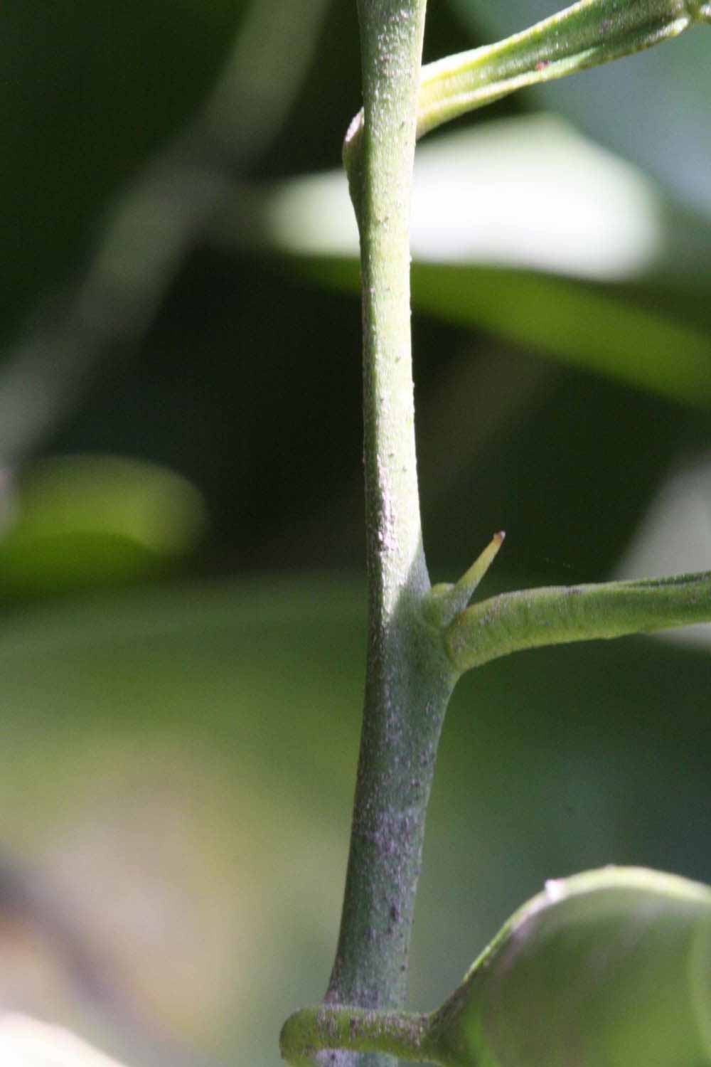              First year twig (Riverside, CA)       